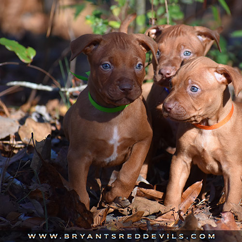 Red Nose Pit Bull Puppies For Sale