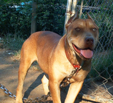 Female Red Red Nose American Pit Bull Terrier