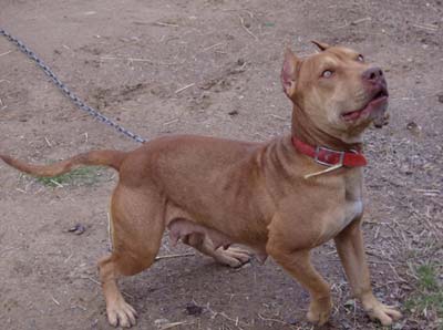 OFRN Female Red Nose American Pit Bull