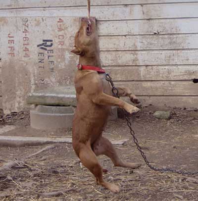 Old Family Red Nose American Pit Bull Terrier