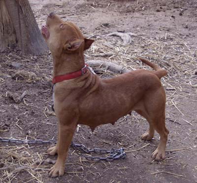 Old Family Red Nose American Pit Bull Terrier