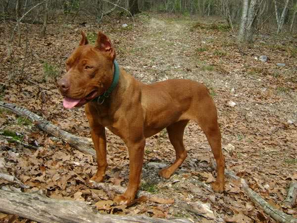 Flare a Female Red Nose Pit Bull