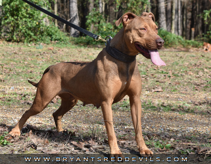 Georgia a Female Red Nose Pit Bull