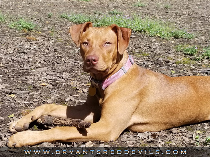 Female Red Nose Pit Bull