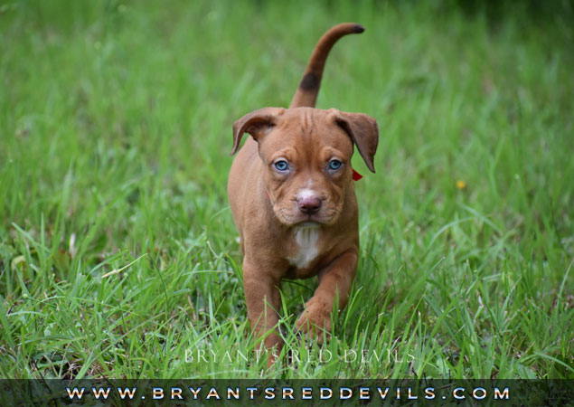 Red Nose Pit Bull Puppies For Sale