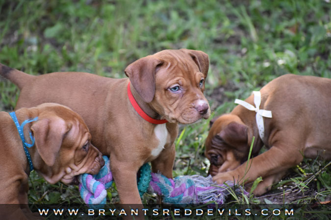 Red Nose Pit Bull Puppies For Sale