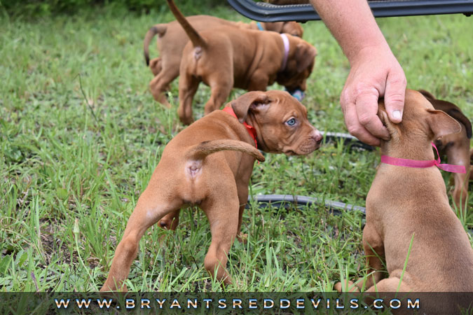 Red Nose Pit Bull Puppies For Sale