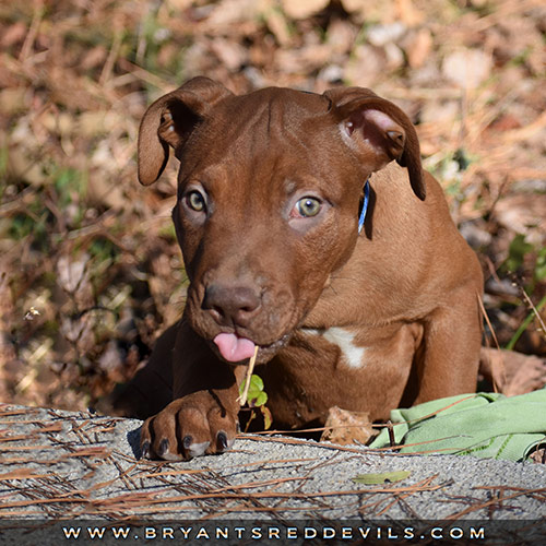 Old Family Red Nose Puppy