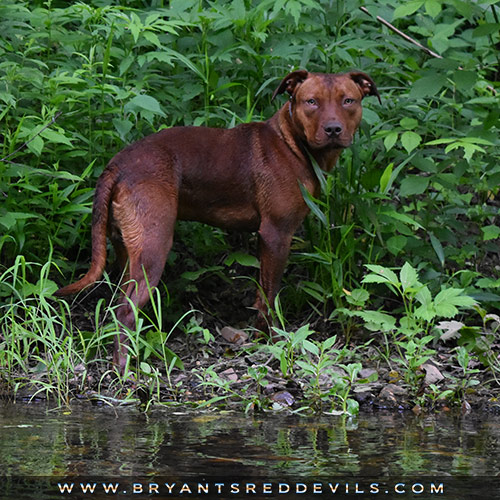 Ghost a Male Red Nose Pit Bull