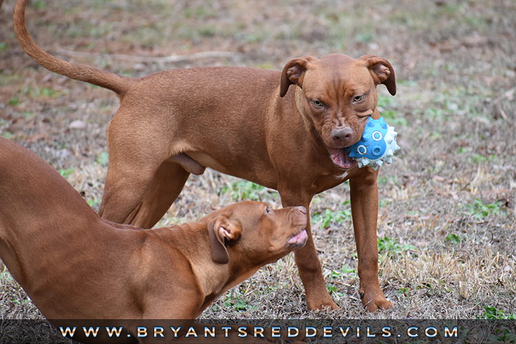 Old Family Red Nose Puppy