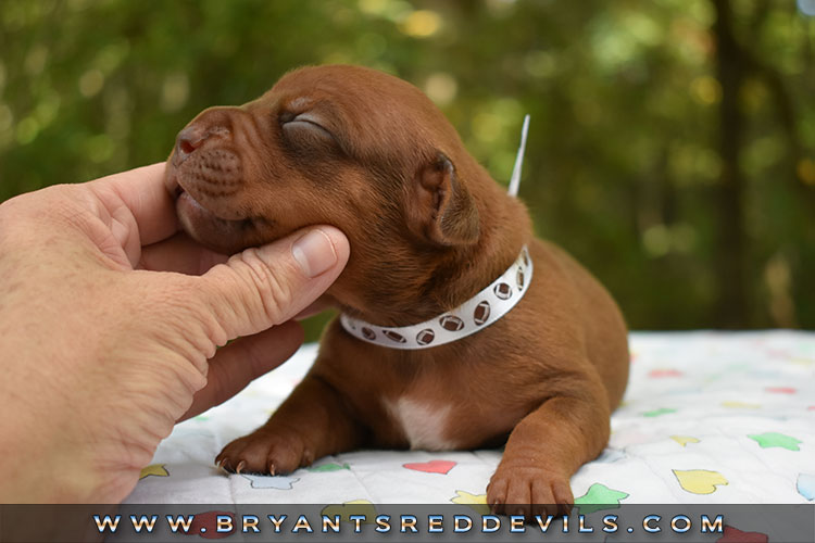 Old Family Red Nose Puppy