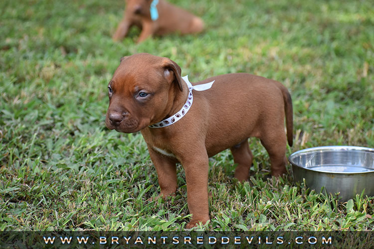 Old Family Red Nose Puppy