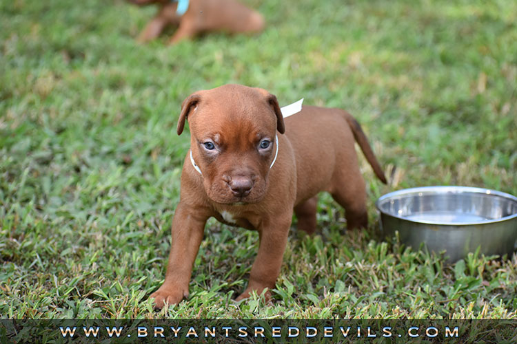 Old Family Red Nose Puppy