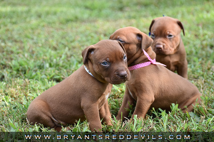 Old Family Red Nose Puppy