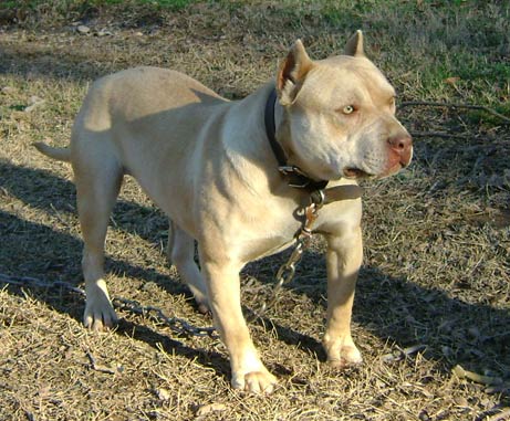 Cream Colored Red Nose Pit Bull