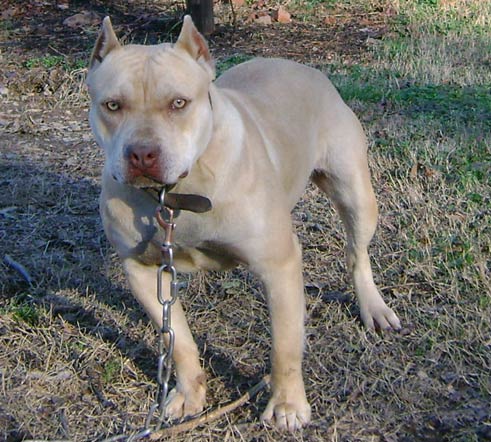 Cream Colored Red Nose American Pit Bull Terrier