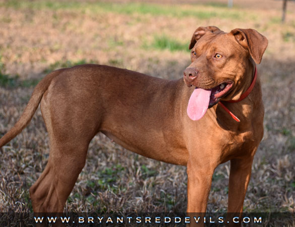 Female Solid Red Nose American Pit Bull Terrier