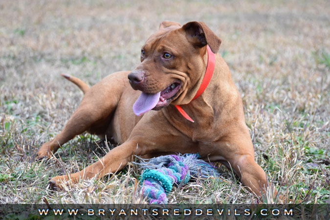 Female Old Family Red Nose Pit Bull