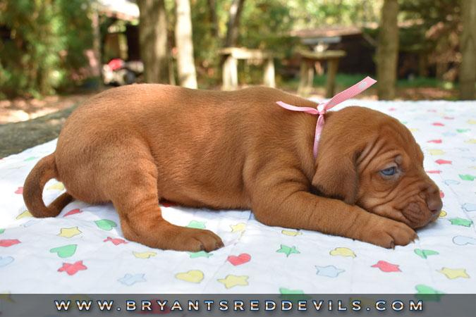 Red Nose Pit Bull Puppies For Sale