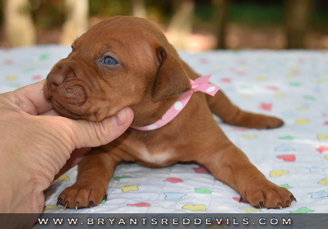 Red Nose Pit Bull Puppies For Sale