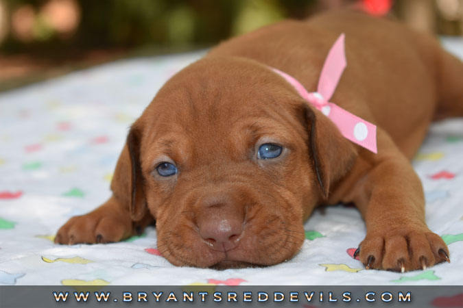 Red Nose Pit Bull Puppies For Sale