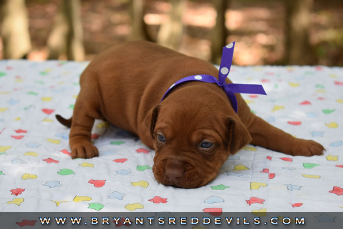 Red Nose Pit Bull Puppies For Sale
