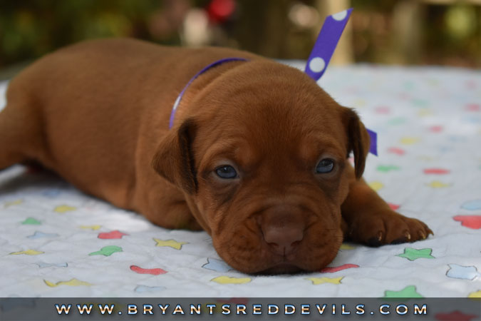 Red Nose Pit Bull Puppies For Sale