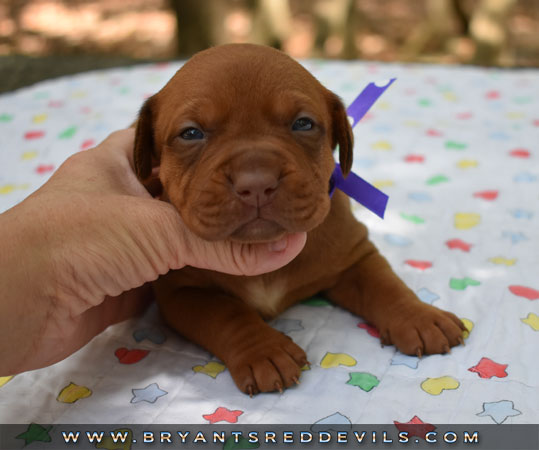 Red Nose Pit Bull Puppies For Sale