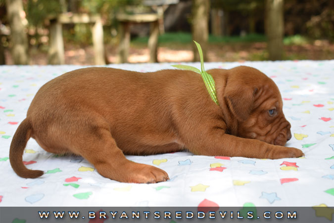 Red Nose Pit Bull Puppies For Sale