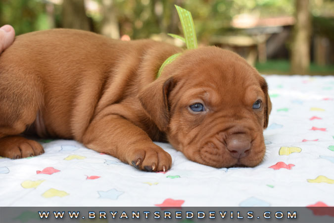 Red Nose Pit Bull Puppies For Sale