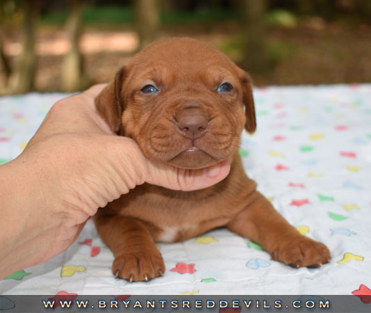 Red Nose Pit Bull Puppies For Sale