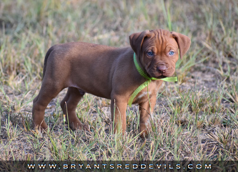 Red Nose Pit Bull Puppies For Sale