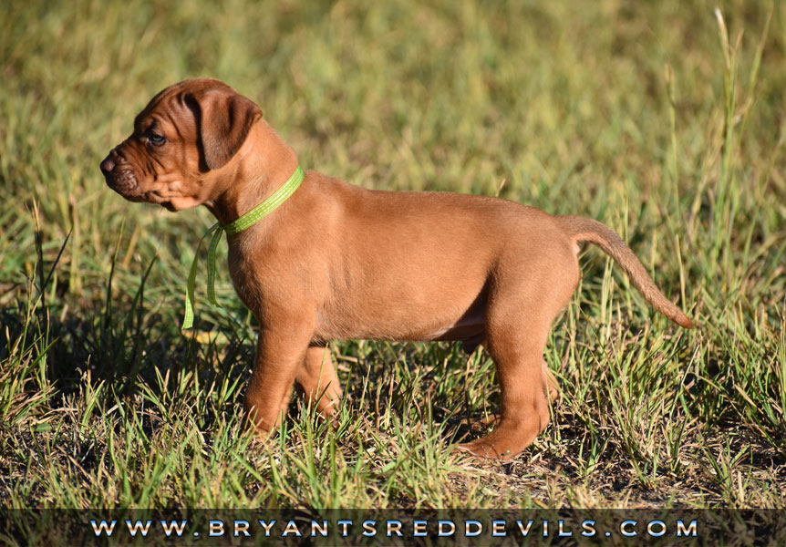 Red Nose Pit Bull Puppies For Sale