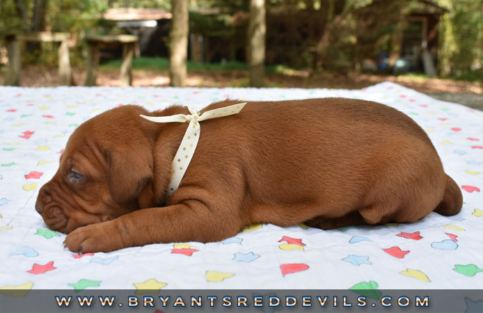 Red Nose Pit Bull Puppies For Sale