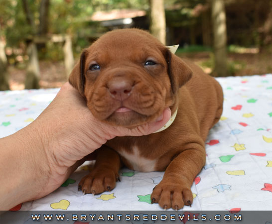 Red Nose Pit Bull Puppies For Sale