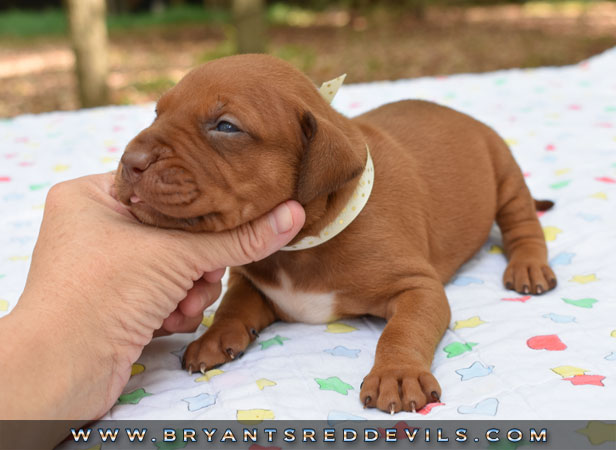 Red Nose Pit Bull Puppies For Sale