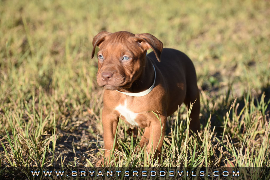 Red Nose Pit Bull Puppies For Sale