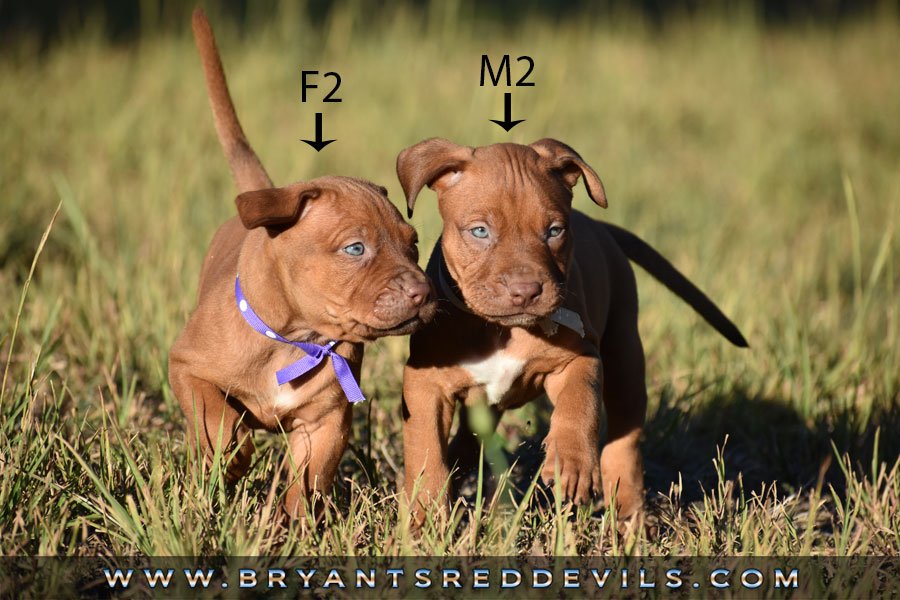 Red Nose Pit Bull Puppies For Sale