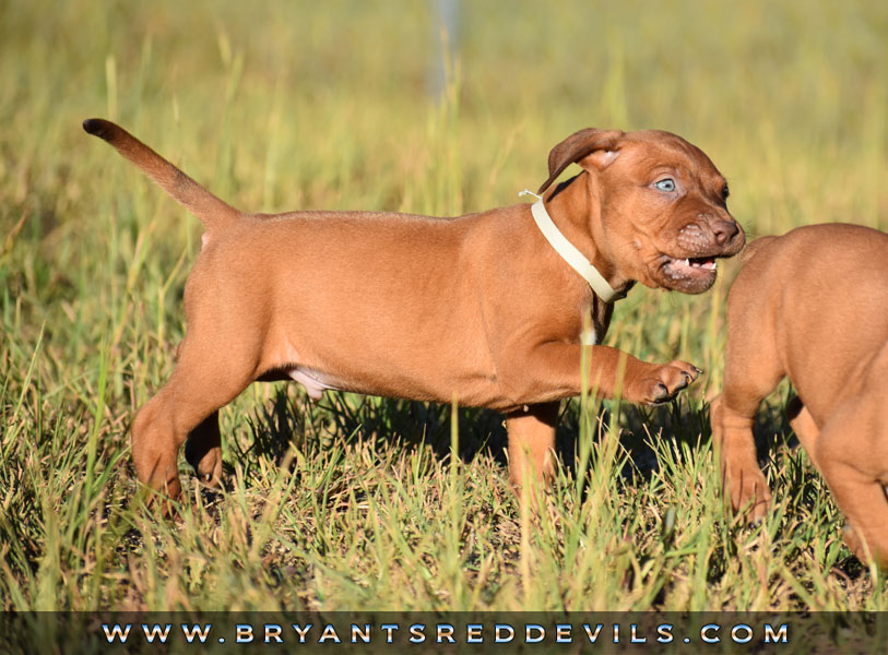 Red Nose Pit Bull Puppies For Sale