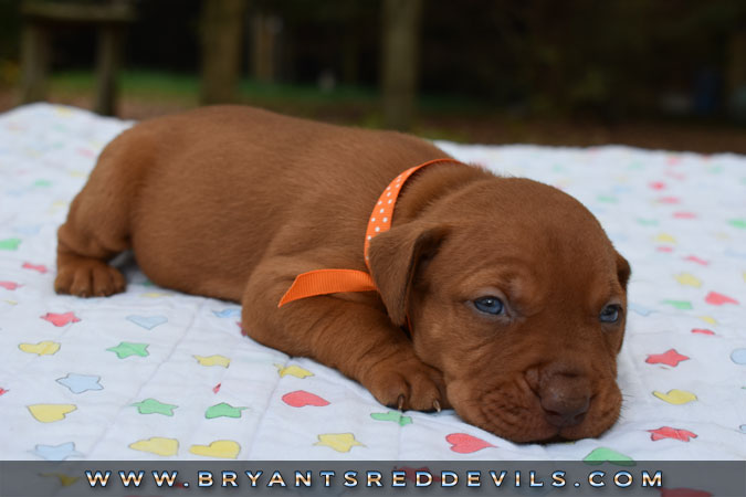 Red Nose Pit Bull Puppies For Sale