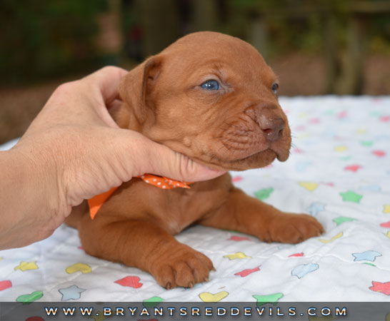 Red Nose Pit Bull Puppies For Sale