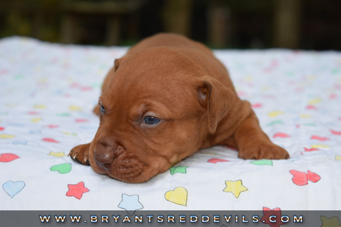 Red Nose Pit Bull Puppies For Sale