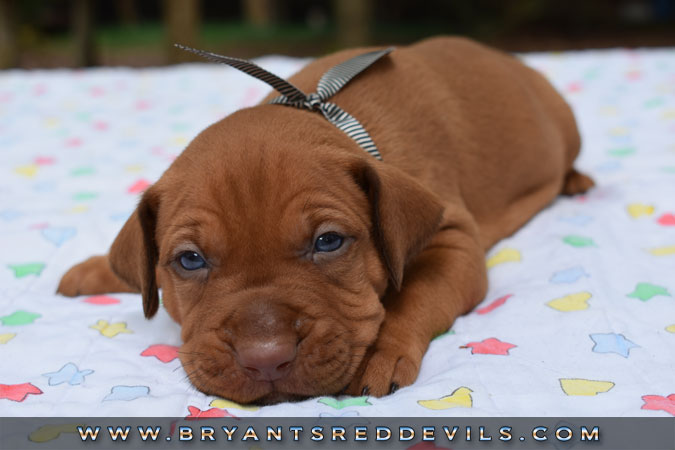 Red Nose Pit Bull Puppies For Sale