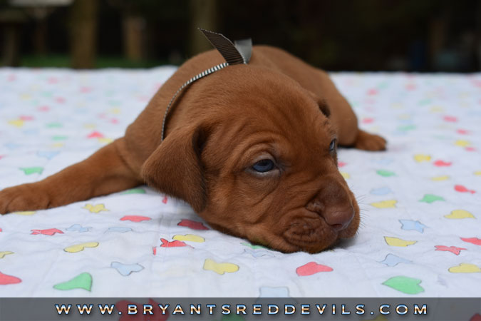 Red Nose Pit Bull Puppies For Sale