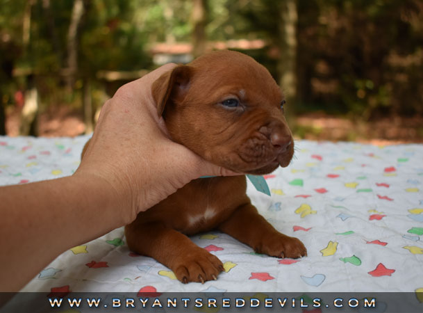 Red Nose Pit Bull Puppies For Sale