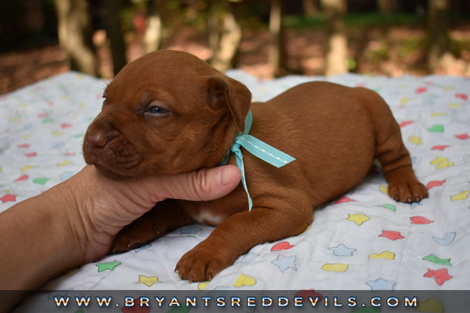 Red Nose Pit Bull Puppies For Sale