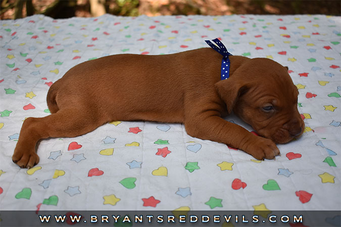 Red Nose Pit Bull Puppies For Sale