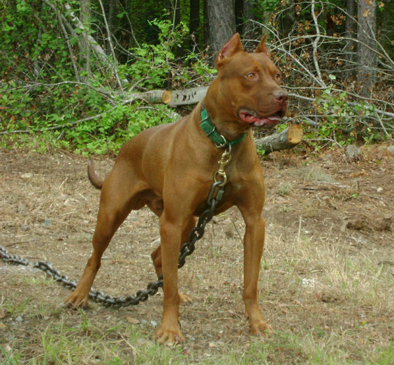 Old Family Red Nose Male Pit Bull