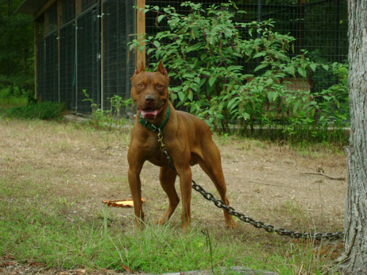 Male Old Family Red Nose Pit Bull