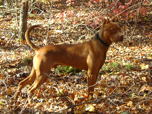 Red Red Nose American Pit Bull Terrier